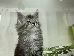 -青奢宠物·青奢猫舍