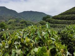 -龙坞茶村