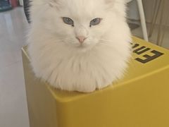 -平行世界·猫咖(首经贸店)