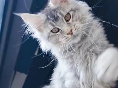 -十年猫舍·猫咪专门店(普陀店)