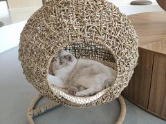 -飞行喵MR PILOT|猫舍·猫咖(静安大融城店)