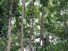 -中国科学院西双版纳热带植物园