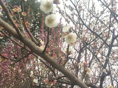 -香雪海
