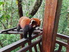 -普洱太阳河森林公园