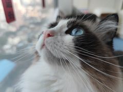 -Catmate·猫肥家润(金润铂宫店)