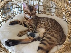 -猫腻·猫咖·撸猫馆(星光大道店)