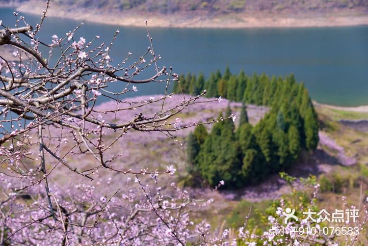 泗洪桃花岛风景区图片