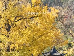 -千年银杏谷文化旅游区