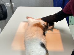 -美联众合动物医院·24h京西诊疗中心