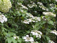 -陆家嘴中心绿地