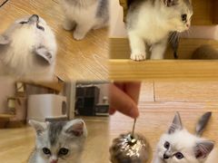 -猫咪派对(江南西店)