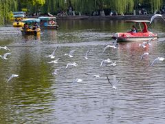 -翠湖公园
