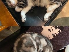 -咖法森林·咖啡  酒吧(天河店)