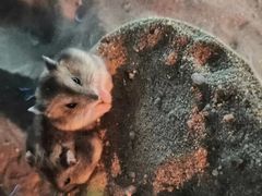 -演武大桥观景平台