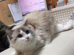 -瑞派长江宠物医院·猫科·外科·24小时夜护(谊城公寓分院)