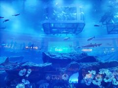 -迪拜水族馆及水下动物园