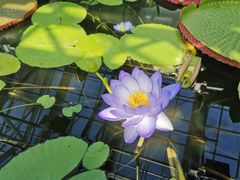 -国家植物园南园