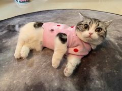 -宠爱国际动物医院· 猫科· 外科·中兽医(长白店)