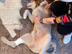 -阿婆情腊排骨火锅(金虹路店)