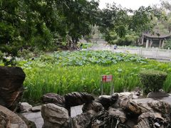 -莲湖公园