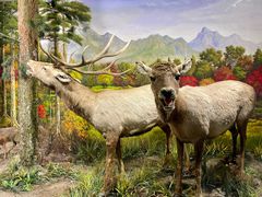 -北京麋鹿生态实验中心