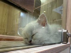 -屋虎猫馆(宝安大仟里店)