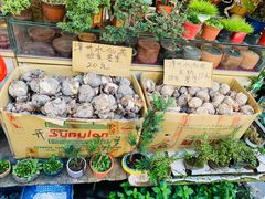 -曲阳花鸟市场(曲阳路店)