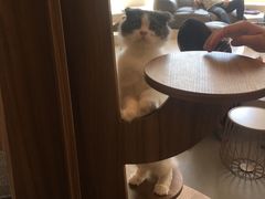 -飞行喵MR PILOT|猫舍·猫咖(静安大融城店)
