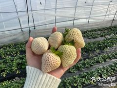 -喜杨洋草莓采摘园