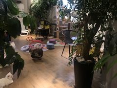 -东方名猫馆·英短金渐层布偶猫舍(环线广场1号楼店)