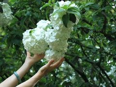 -上海共青森林公园