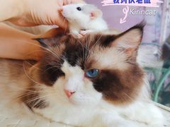 -70cat德文卷毛猫·缅因猫纯种猫舍