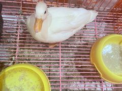 -猫色咖啡·猫咖