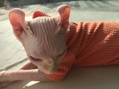-飞行喵MR PILOT|猫舍·猫咖(静安大融城店)