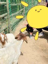 -上美四季动物农场