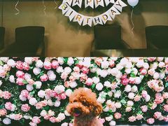 -百好乐宠物友好餐厅(朝外大街店)