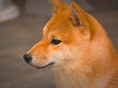 -浣熊柯尔鸭土拨鼠·电玩咖