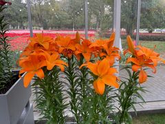 -上海鲜花港