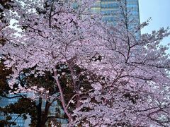 -ABC Cooking Studio(上海环球金融中心店)