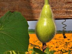 北纬44度·金珠花海景区-北纬44度·金珠花海休闲农业旅游景区