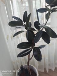 -HEYAN荷妍专业脱毛连锁机构