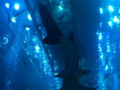 -迪拜水族馆及水下动物园