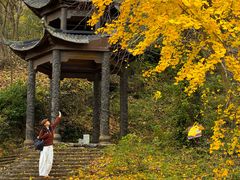 -千年银杏谷文化旅游区