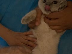 -猫大福·Fortune Cat猫舍(百子湾店)