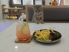 -喵园·猫主题咖啡厅·撸猫·猫咖(国贸店)