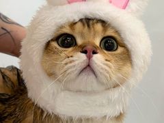 -momokira米努特·德文卷毛猫·棉花面纱犬