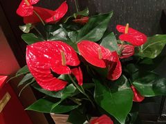 -江仙雅居(中航国际店)