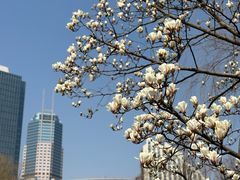 -新虹桥中心花园