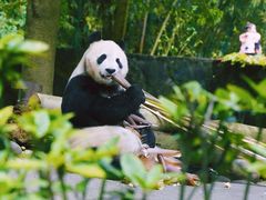 -都江堰中华大熊猫苑