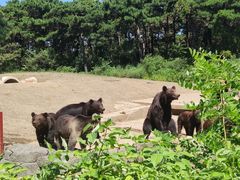 -沈阳森林动物园